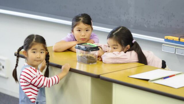 虫籠のダンゴムシを観察する女子小学生