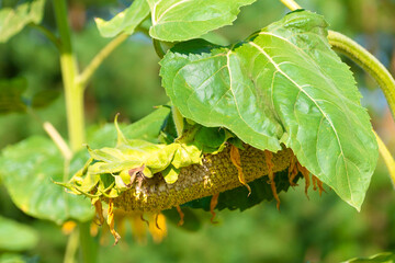 Common sunflower (Helianthus annuus) hangs to the ground.