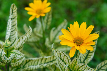 Yellow flower heliopsis sunflower-shaped on a green background in the park. Close-up