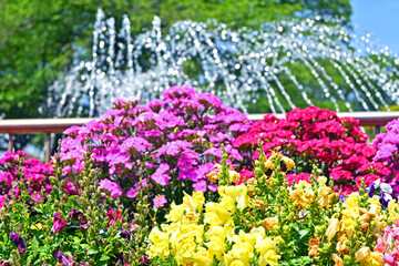 カラフルなお花と噴水
