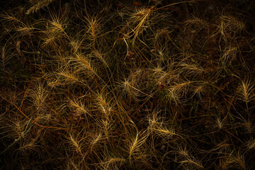 A texture landscape formed by grass. Nature background. 