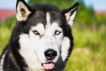 The muzzle of an adult husky dog ​​with multi-colored eyes close-up.