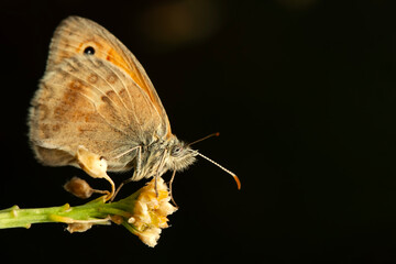 Obraz premium Cute butterfly. Small Heath. Coenonympha pamphilus. Macro nature. Nature background. 