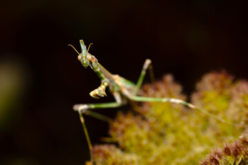 Praying mantis. Close-up photo. Dark ature background. 