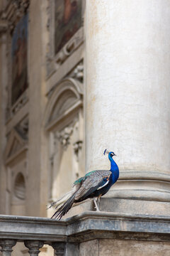 Peacock at Waldstein Garden and Wallenstein Palace that houses the Senate of the Czech Republic in Prague