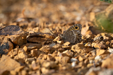 Butterfly. False Grayling. Arethusana arethusa. Nature background. 