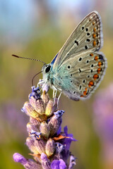 Cute Butterfly. Polyommatus icarus. Common Blue. Nature background. 