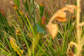 Sussex emerald. Moth. Green nature background. 