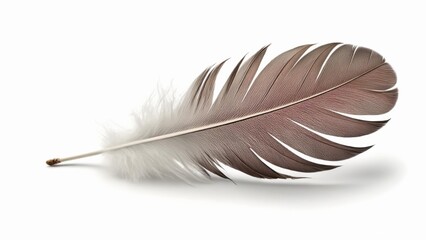  Elegant feather perfect for natureinspired designs