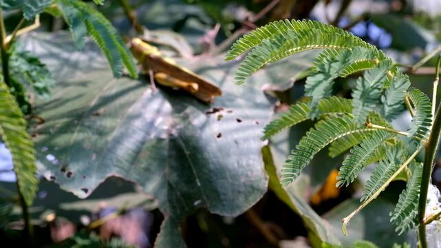 Cinematic shot of Giant leafhopper or Phyllium fulchrifolium perched on a teak leaf. Footage of beautiful and exotic animals in the wild. Graphic Resources. Animal Videography. 4K Video Resolution