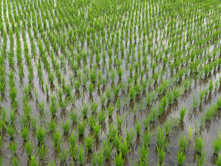 苗が育つ水田の風景