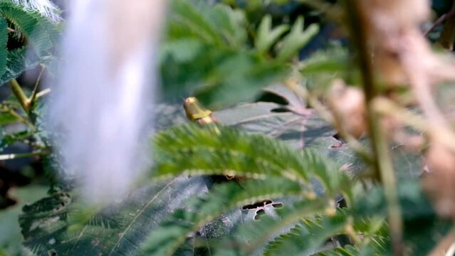 Cinematic shot of Giant leafhopper or Phyllium fulchrifolium perched on a teak leaf. Footage of beautiful and exotic animals in the wild. Graphic Resources. Animal Videography. 4K Video Resolution