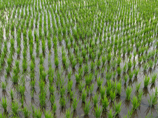 苗が育つ水田の風景