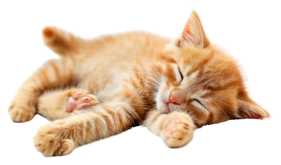 PNG Sleeping baby cat mammal animal kitten.