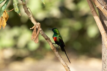  Male sunbird (Cinnyris pulchellus) perched on a branch in The Gambia.