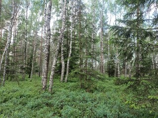 Rekyva forest during sunny summer day. Pine and birch tree woodland. Blueberry bushes are growing in woods. Sunny day with white and gray clouds in sky. Summer season. Nature. Rekyvos miskas.