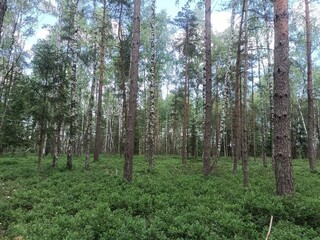 Obraz premium Rekyva forest during sunny summer day. Pine and birch tree woodland. Blueberry bushes are growing in woods. Sunny day with white and gray clouds in sky. Summer season. Nature. Rekyvos miskas.