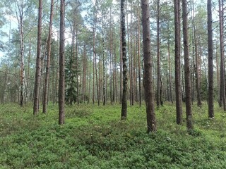 Rekyva forest during sunny summer day. Pine and birch tree woodland. Blueberry bushes are growing in woods. Sunny day with white and gray clouds in sky. Summer season. Nature. Rekyvos miskas.