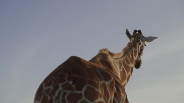 Close up follow shot of a Reticulated Giraffe's (Giraffa reticulata) back walking towards the sunset in the savanna during dusk in kenya