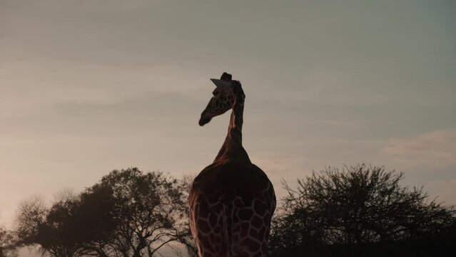 silhoutte tracking shot of a Reticulated Giraffe (Giraffa reticula) pacing in the savanna during sunset in kenya