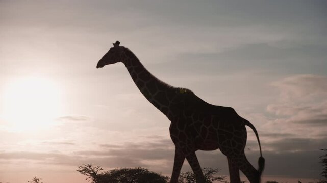 wide tracking shot of a Reticulated Giraffe (Giraffa reticula) striding during sunset in kenya