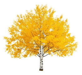 Fototapeta premium Plant maple birch tree.