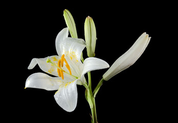 Fototapeta premium Blooming white lily on a black background