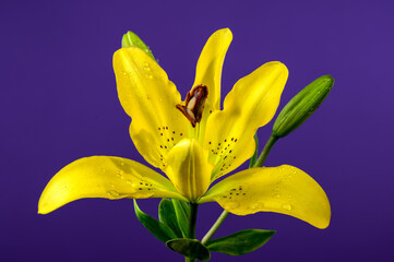 Blooming yellow lily on a blue background