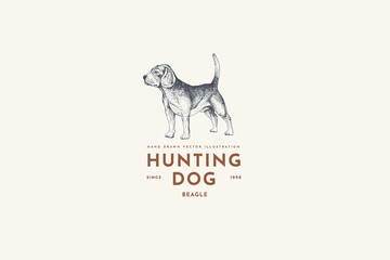 Logo template with a hunting dog in engraving style. Emblem with dog breed Beagle on a light background. Vector vintage illustration of a pet.