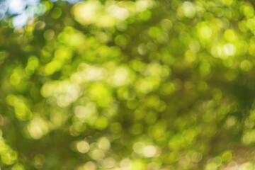 Horizontal shot of blurred green background vegetation of tree leaves on summer sunny day. Green natural environment and ecology safety