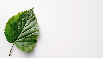 Isolated mulberry leaf on white background with space for text top view flat lay