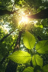 Obraz premium Beautiful green leaves with sunlight in forest background