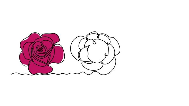 Self drawing animation with one continuous line draw, Abstract rose flower, beauty salon logo