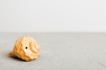 Summer time concept with sea shells or starfish on a table background with copy space for text