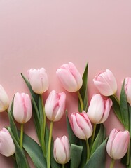 Fototapeta premium Pink Tulips on Pink Background - Beautiful Flowers for Spring - Colored Tullips - Background for Mother's Day, Woman's Day, Valentine's Day or Birthday - Space for Copy or Text