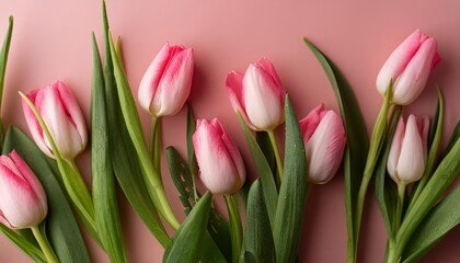 Fototapeta premium Pink Tulips on Pink Background - Beautiful Flowers for Spring - Colored Tullips - Background for Mother's Day, Woman's Day, Valentine's Day or Birthday - Space for Copy or Text
