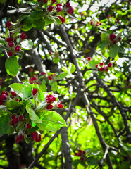 Obraz premium Apple flowers on tree.