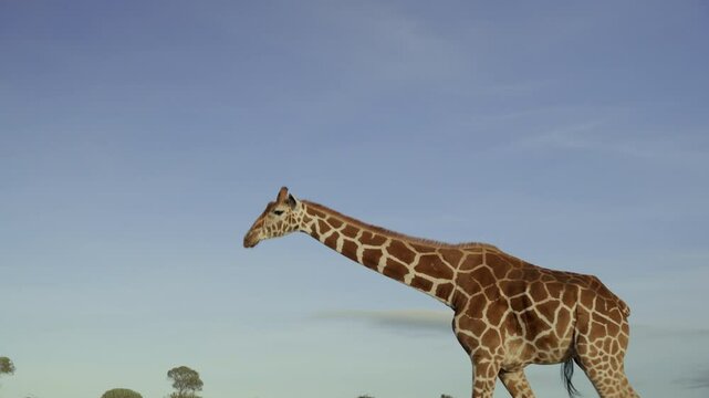 wide tracking shot of a Reticulated Giraffe (Giraffa reticula) galloping in the savanna during the evening in kenya