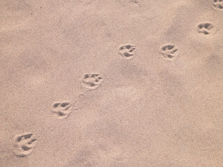 Fox paw prints on the sand. Nature background.