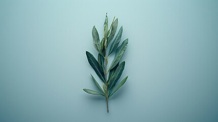 Olive branch illustration on a clean background representing peace Stock Photo with copy space