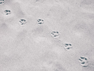 Fox paw prints on the sand. Nature background.