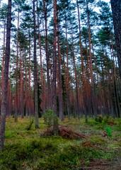 Walking across Tuchola Forest. Pure nature of northern Poland