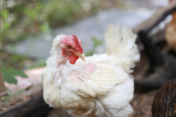 rhode island white chicken in local farm