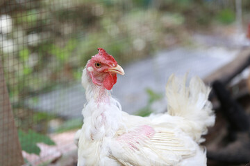rhode island white chicken in local farm