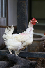 rhode island white chicken in local farm