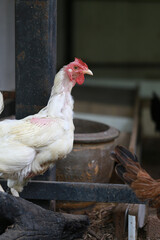 rhode island white chicken in local farm