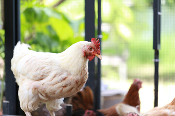 rhode island white chicken in local farm