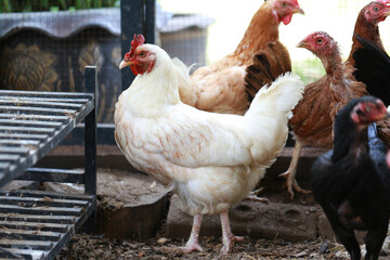 rhode island white chicken in local farm