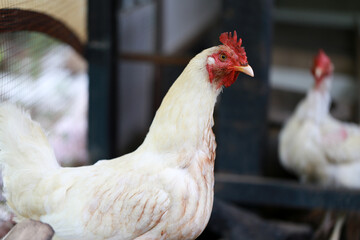 rhode island white chicken in local farm