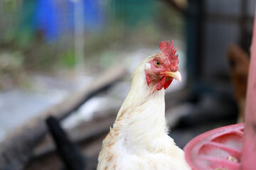 rhode island white chicken in local farm